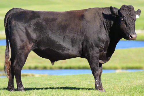 wagyu bull with ai background