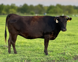 USAFB29516 - FB29516  CX4 Ms Sanji 447E  Bred to Mr B33F