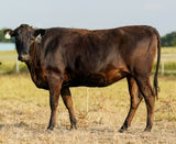 Wagyu Cows & Heifers For Sale -TMSF23U109L - 2D - Bred to Mr. Beef