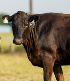 Wagyu Cows & Heifers For Sale -TMSF23U109L - 2D - Bred to Mr. Beef