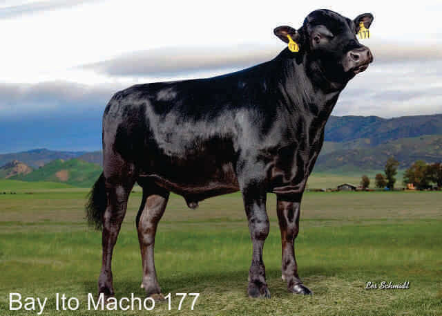 Fullblood wagyu semen for sale online