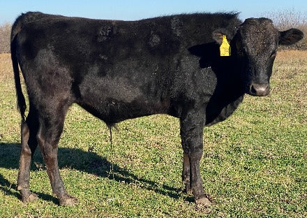 12.16.2023.denton, tx. wagyu bull standing in field with blue sky and green grass in background