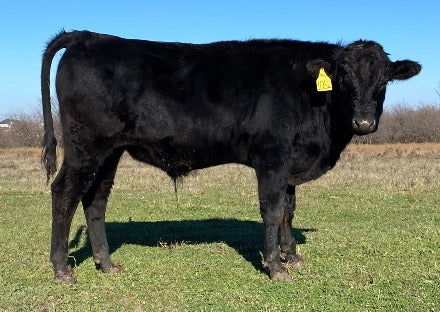 12/16/23 a registered japanese black wagyu bull for sale online who is standing in grassy field in north texas