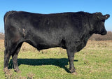 12.16.23 denton, tx wagyu bull with head turned away from us, he is two years old