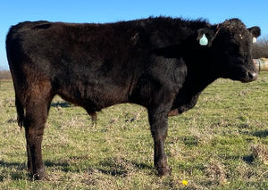 black wagyu bull calf standing in field in texas