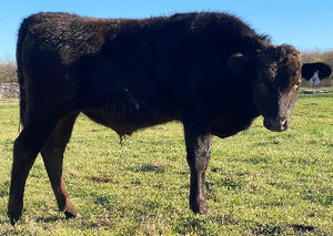 wagyu bull standing in field with head held a little low