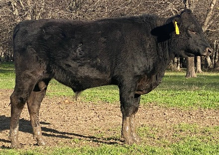 wagyu bull standing in texas field with mud going up his legs