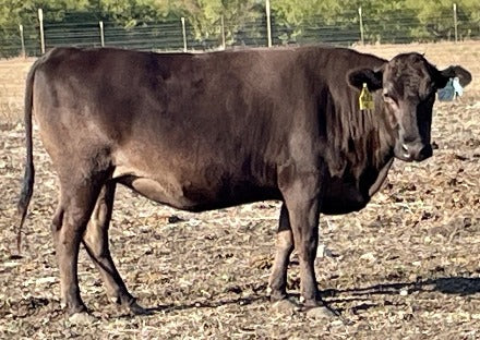 bred wagyu cow standing in field with no grass in texas