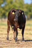 Walker Cattle Ms S0024 1009 137