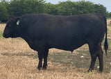 wagyu bull standing in dead grass