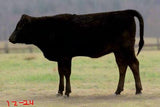 heifer standing in photoshop background