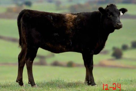 wagyu heifer for sale located in texas