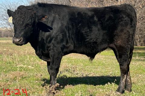 top marbling wagyu bull standing in field