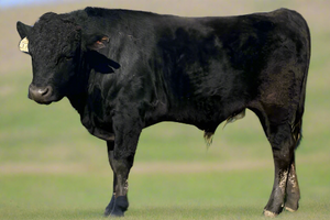 wagyu bull for sale, ai altered background