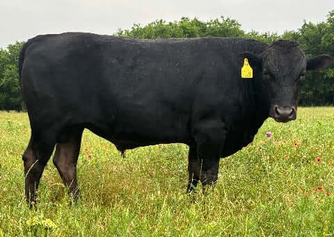japanese black wagyu bull for sale standing in a denton texas field.   may 2024