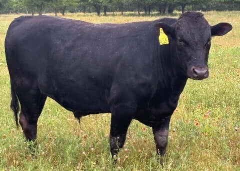 japanese black wagyu bull for sale in north texas.  may 2024