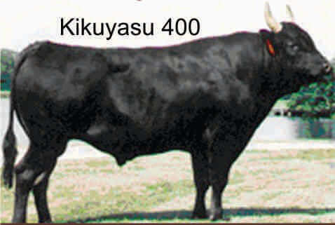 Kikuyasu 400 Wagyu Photo, semen sold here