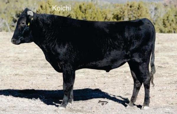 wagyu bull in new mexico