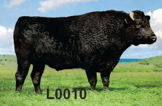 Fullblood wagyu semen for sale online