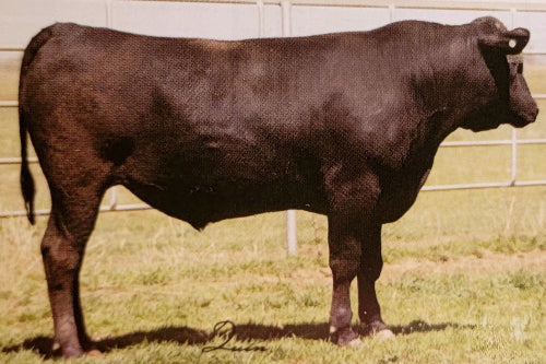 wagyu bull side profile