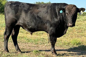 wagyu bull for sale with a fly tag and name tag in ts ears.  Picture taken 10.5.2024