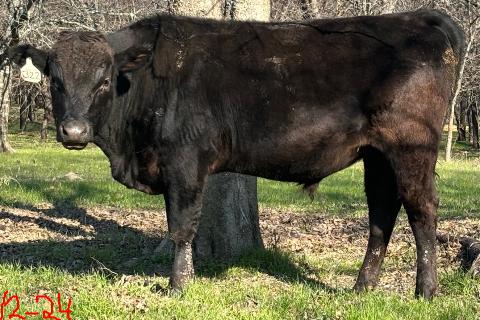 top rated wagyu bull standing in pasture with trees