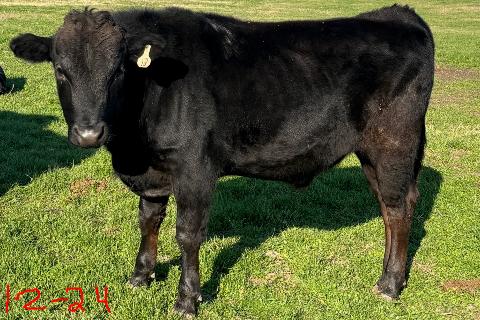 wagyu bull standing in december north texas grass