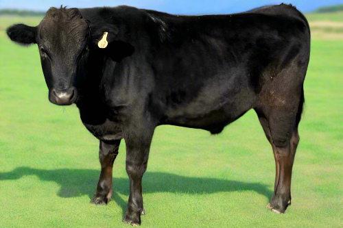 wagyu bull for sale in texas with ai background