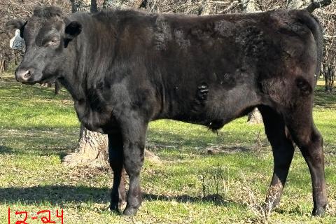 registered japanese black wagyu bull standing in grass with trees in the background.