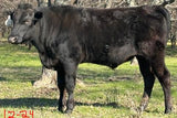 registered japanese black wagyu bull standing in grass with trees in the background.