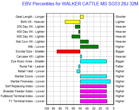 top 10% wagyu heifer for sale ebv image