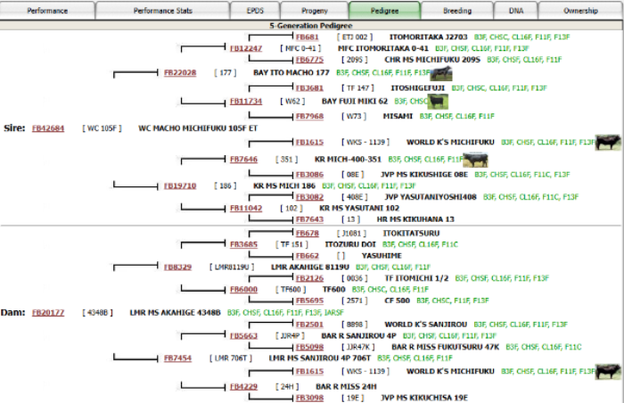 pedigree of bred wagyu cow for sale