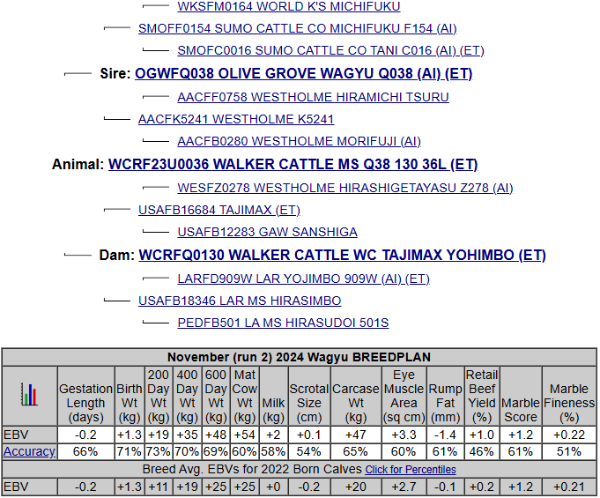 wagyu pedigree