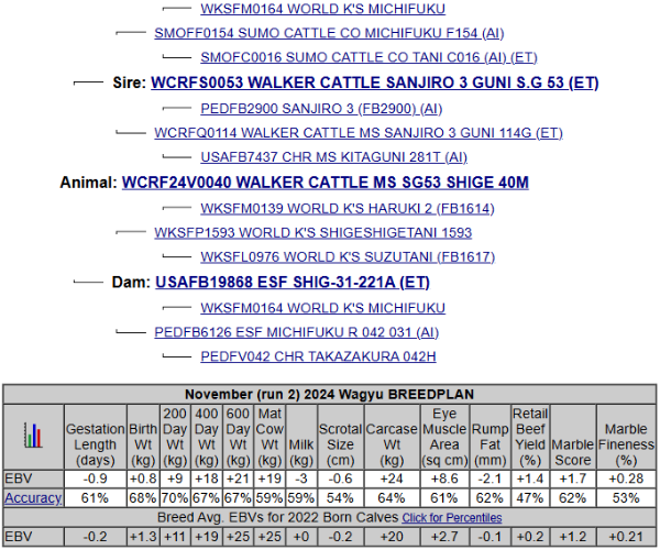 wagyu heifer pedigree