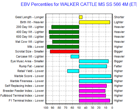 ebv graph of wagyu heifer for sale with marble 3.0 or higher