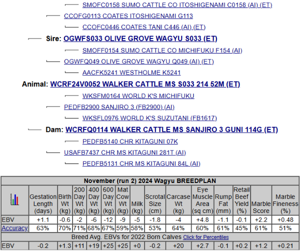 olive grove s033 wagyu heifer pedigree