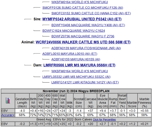 wagyu pedigree united L10