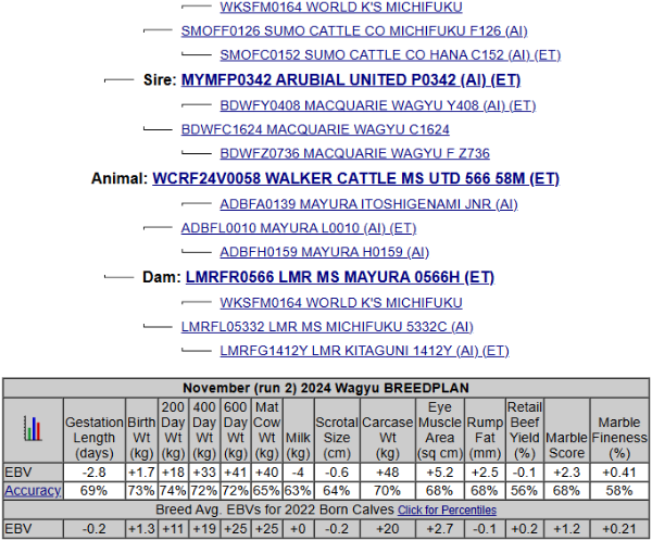 wagyu heifer pedigree, united over L0010