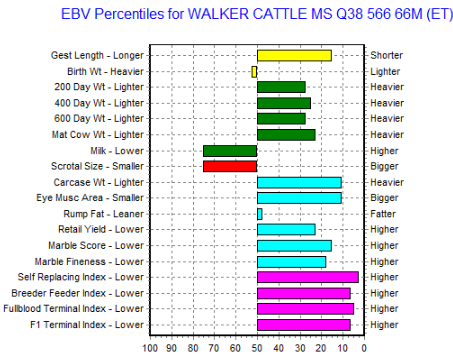 wagyu heifer for sale australian ebv graph