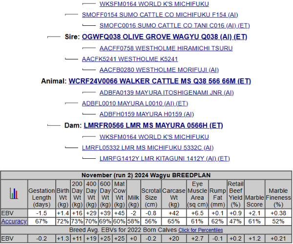 wagyu heifer pedigree image