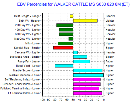 wagyu heifer australian ebv graph