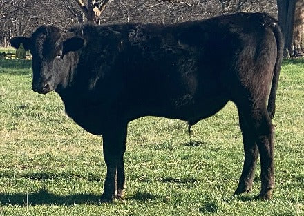 wagyu bull standing in grass with leaf less tress in background