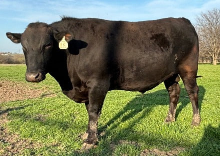 wagyu bull standing in field in texas 3.13.2024