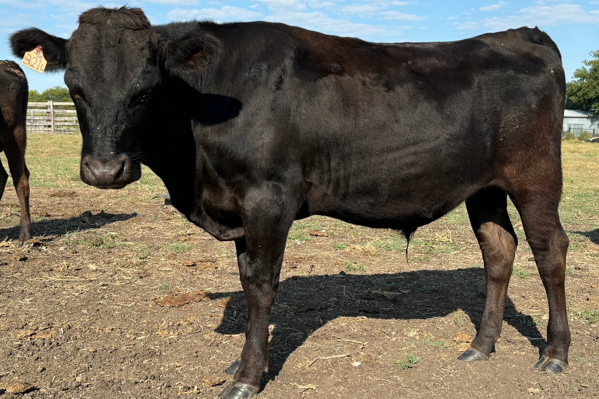 yearling wagyu bull standing in diirt