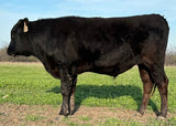 wagyu bull standing in field on 3.13.2024