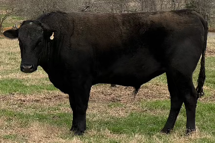 wagyu bull for sale in an oklahoma field