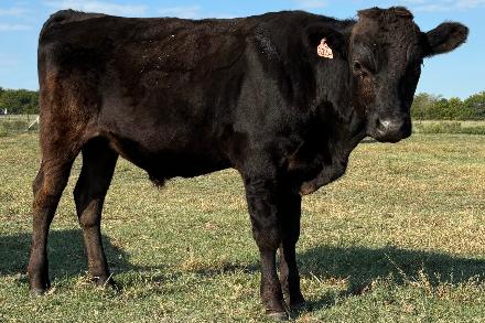 wagyu bull for sale in texas standing in a fall pasture