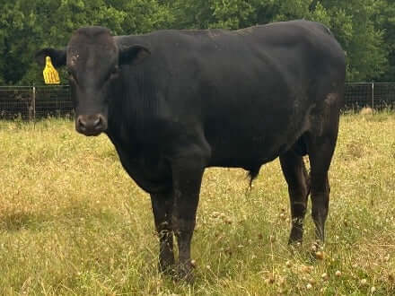 front side angle of wagyu bull facing the camera