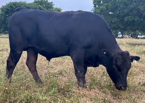 wagyu bull with head down eating grass   may 2024