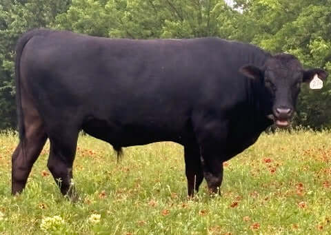 wagyu bull in a field may 2024